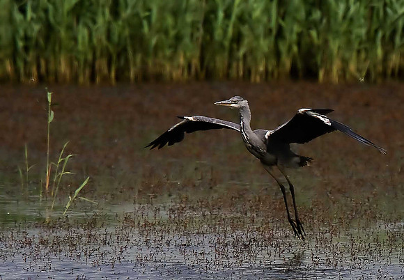 Heron
