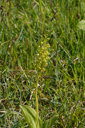 Twayblade