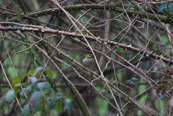Firecrest