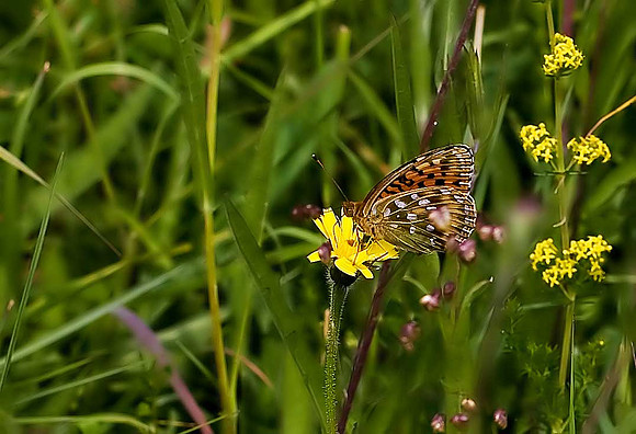 Dark Green Fritillary