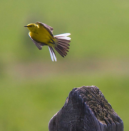 Yellow Wagtail