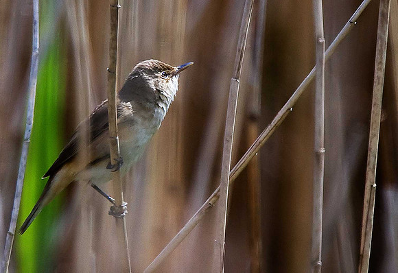 Reed Warbler