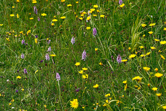 Common Spotted Orchid