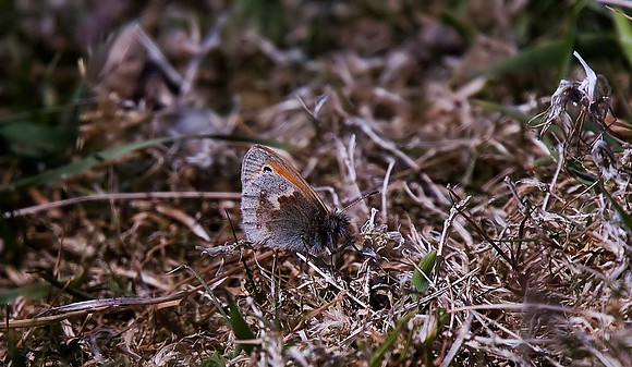 Small Heath