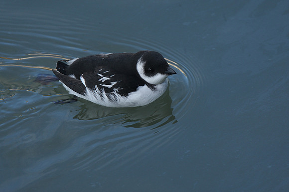 Little Auk