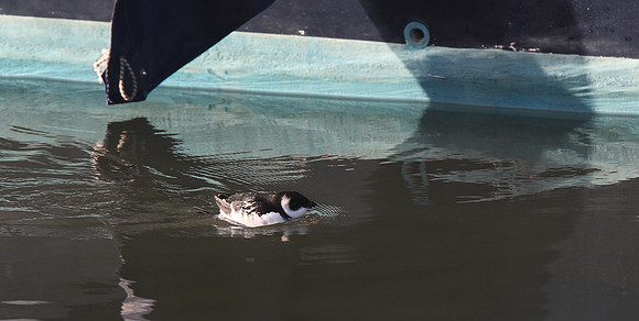 Little Auk