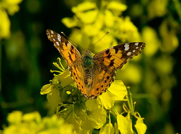 Painted Lady