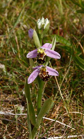 Bee Orchid