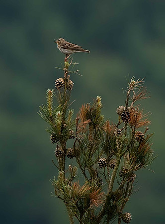 Tree Pipit