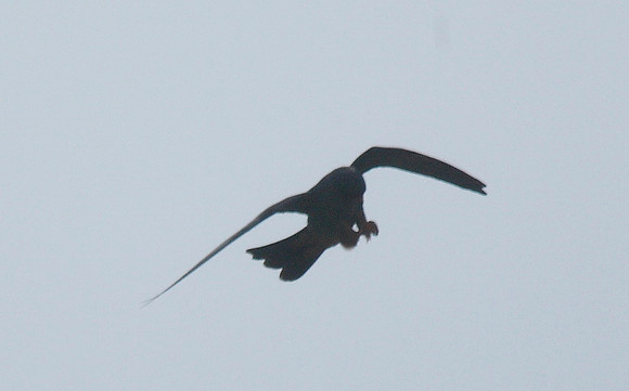 Red-footed Falcon