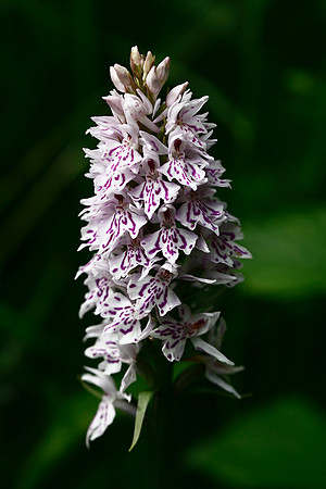 Common Spotted Orchid