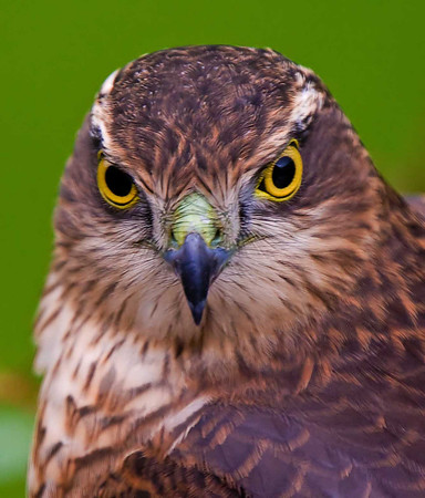 Sparrowhawk