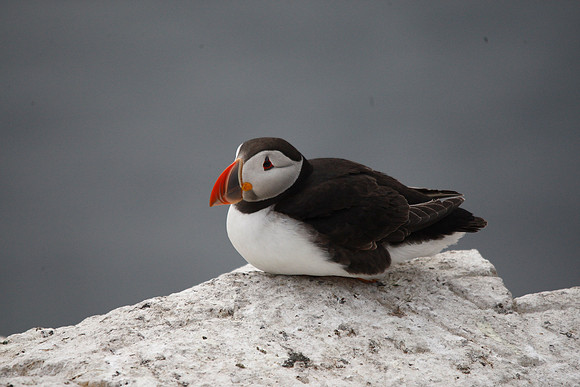 Puffin