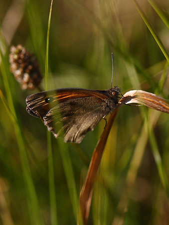 Meadow Brown
