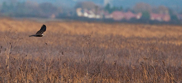 Marsh Harrier