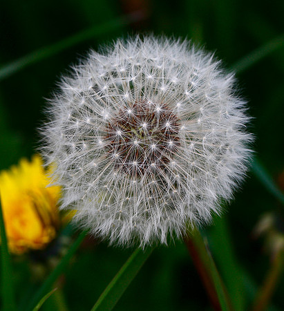 Dandelion Taraxacum officinale