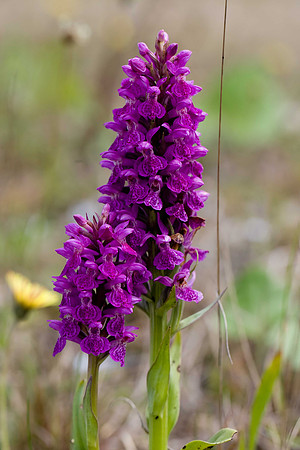 Northern Marsh Orchid