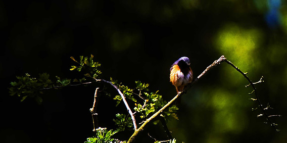 Redstart