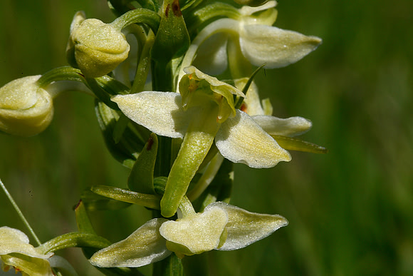 Greater Butterfly Orchid