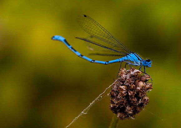 Common Blue Damselfly