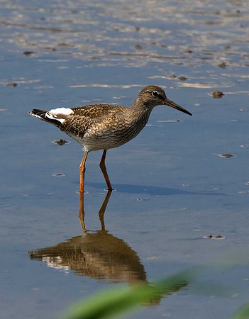 Redshank