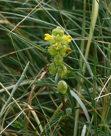 Yellow Rattle