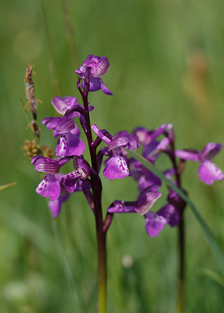 Green-winged Orchid