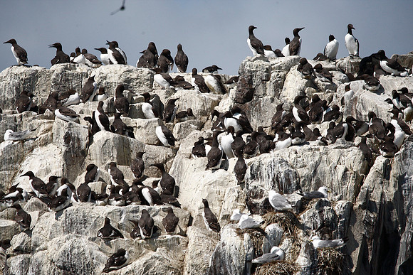 Guillemots