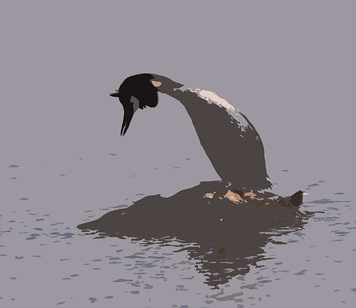 Great Crested Grebe