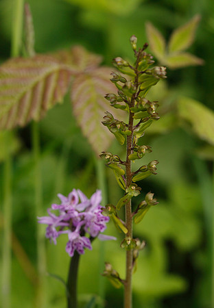 Twayblade
