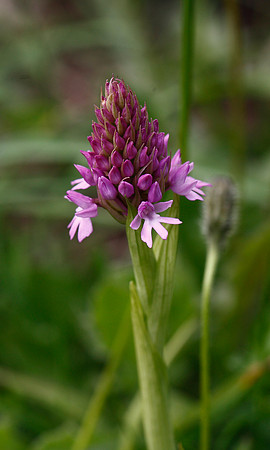 Pyramidal Orchid
