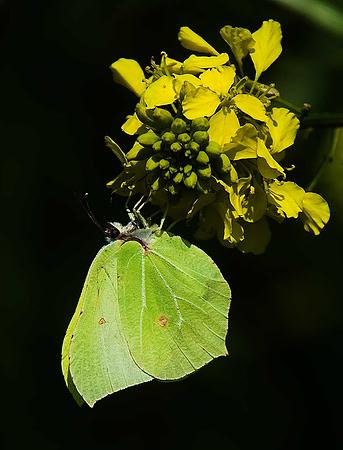 Brimstone