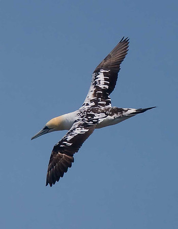 Gannet
