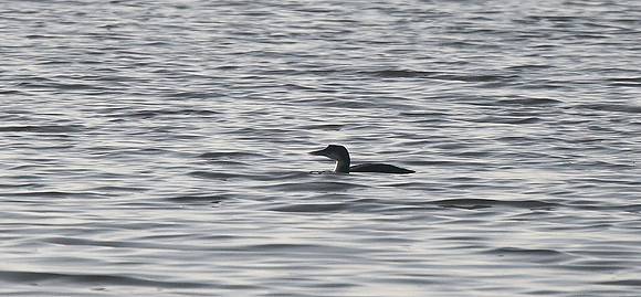 Great Northern Diver