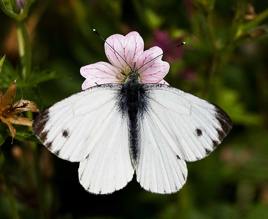Green-veined White