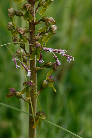 Twayblade