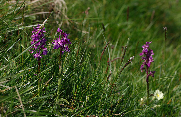 Early Purple Orchid