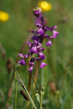 Green-winged Orchid