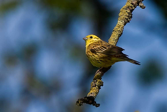Yellowhammer
