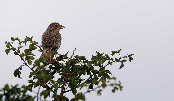 Corn Bunting
