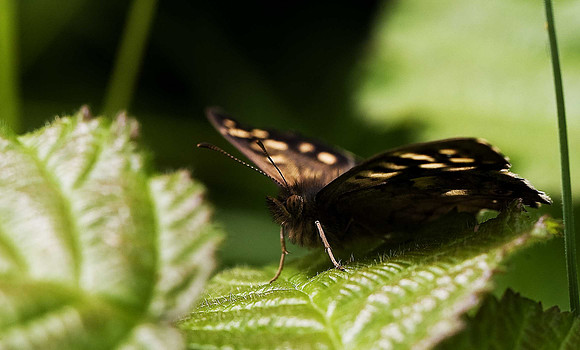 Speckled Wood