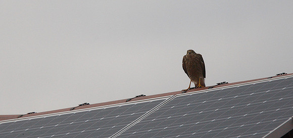 Sparrowhawk