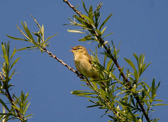 Willow Warbler