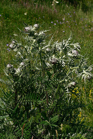 Woolly Thistle Cirsium eriophorum