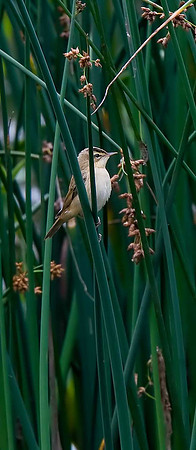 Sedge Warbler
