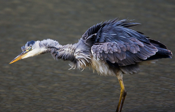 Grey Heron