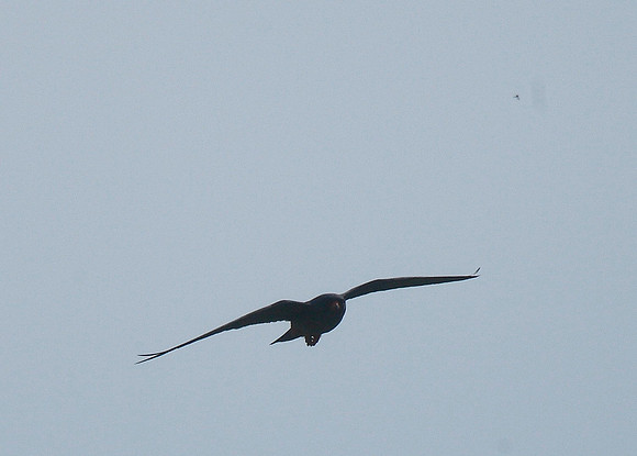 Red-footed Falcon