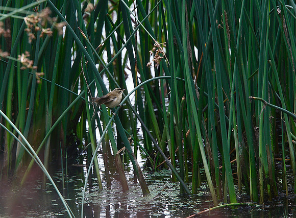 Sedge Warbler