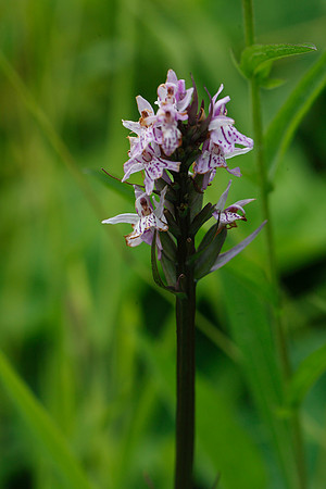 Common Spotted Orchid