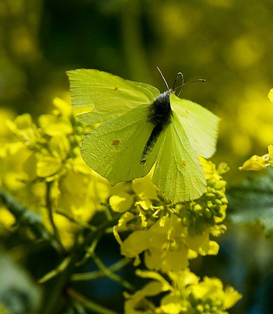 Brimstone